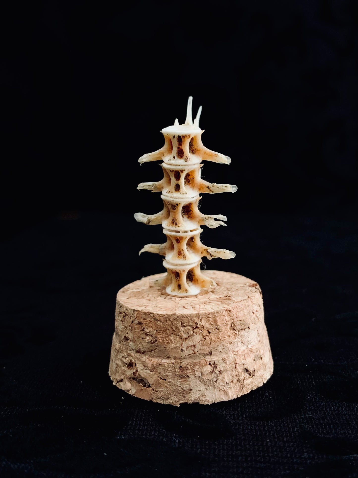 Vertebrae mini dome