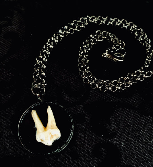 Fox tooth necklace