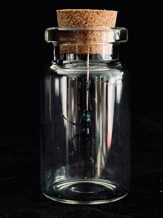 Metapocyrtus - Blue Spots mini curio jar