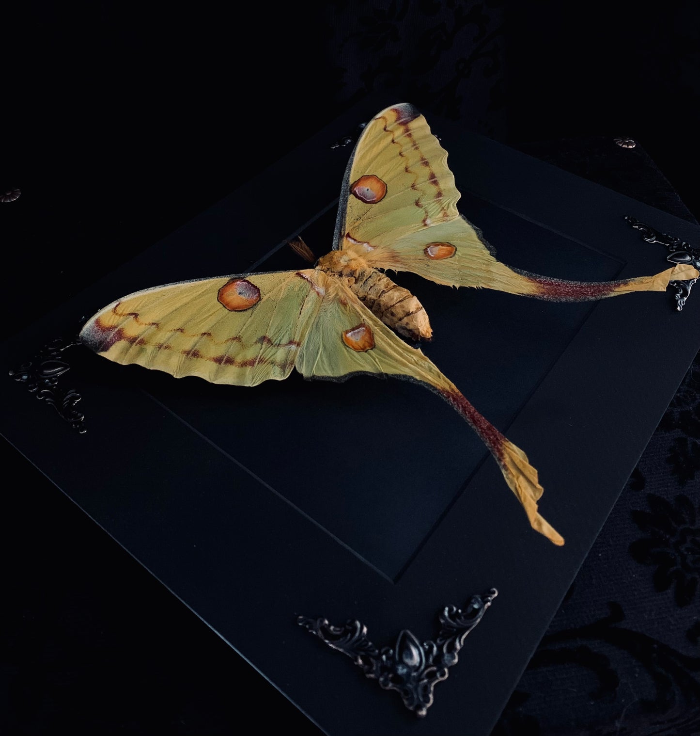 Female Moon Moth in shadow box frame