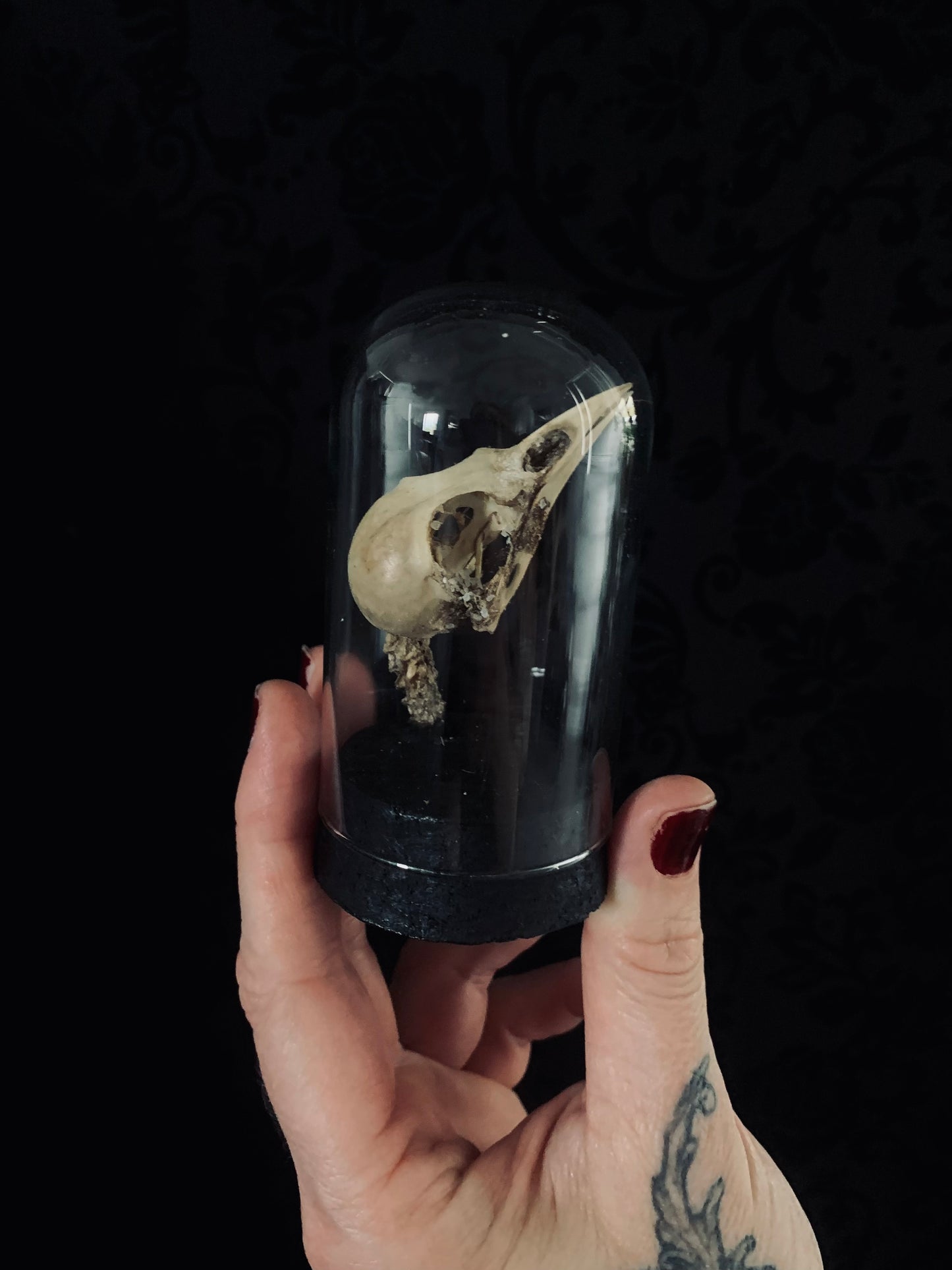 Bird skull in glass dome