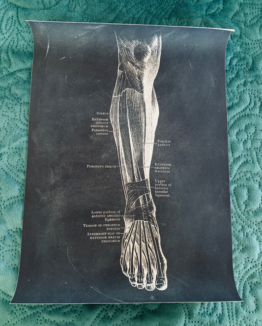 Anatomical leg canvas print