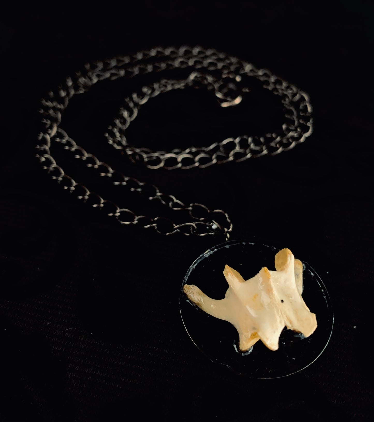 Feral cat vertebrae necklace