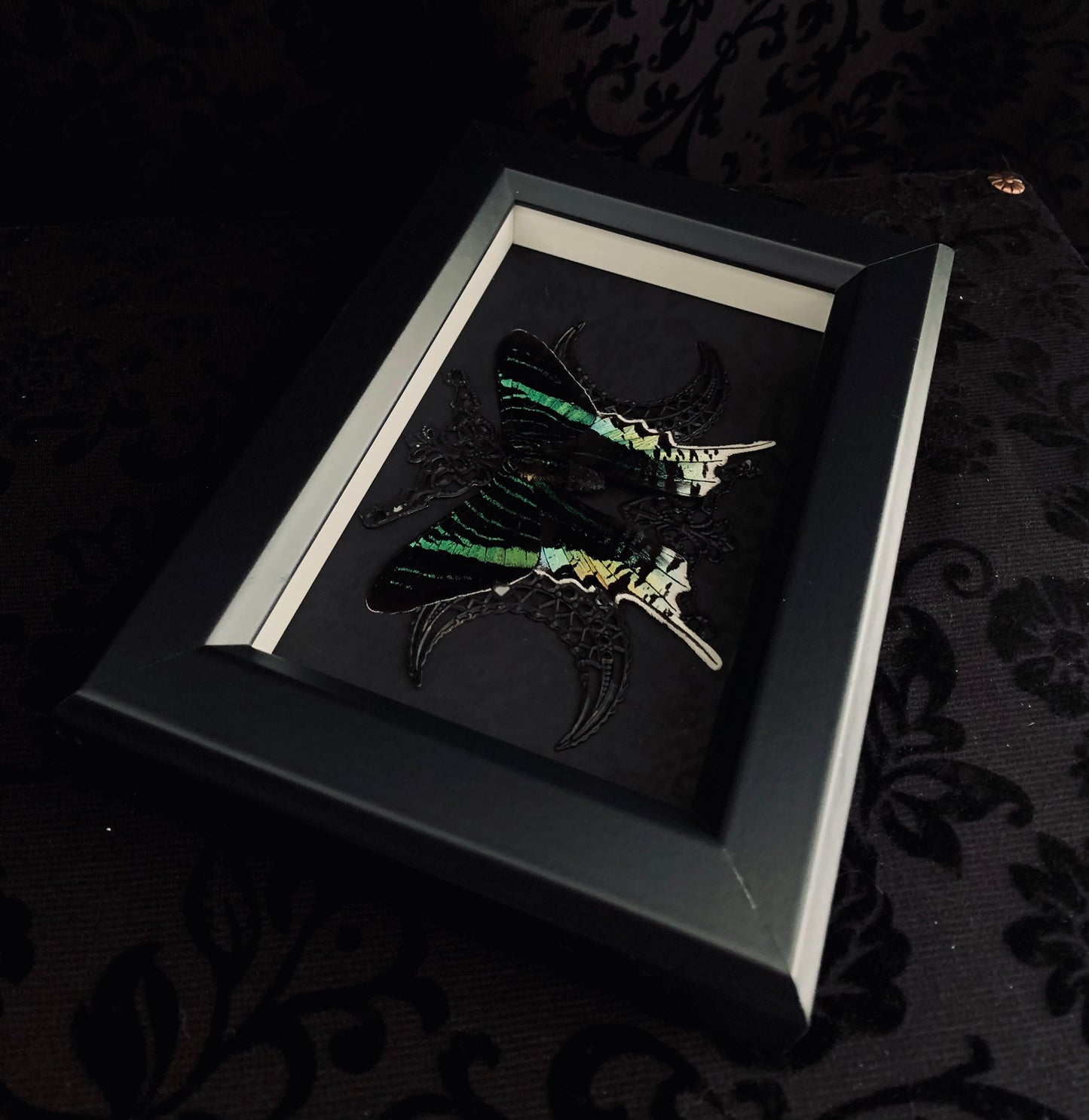 Urania Leilus Shadowbox frame