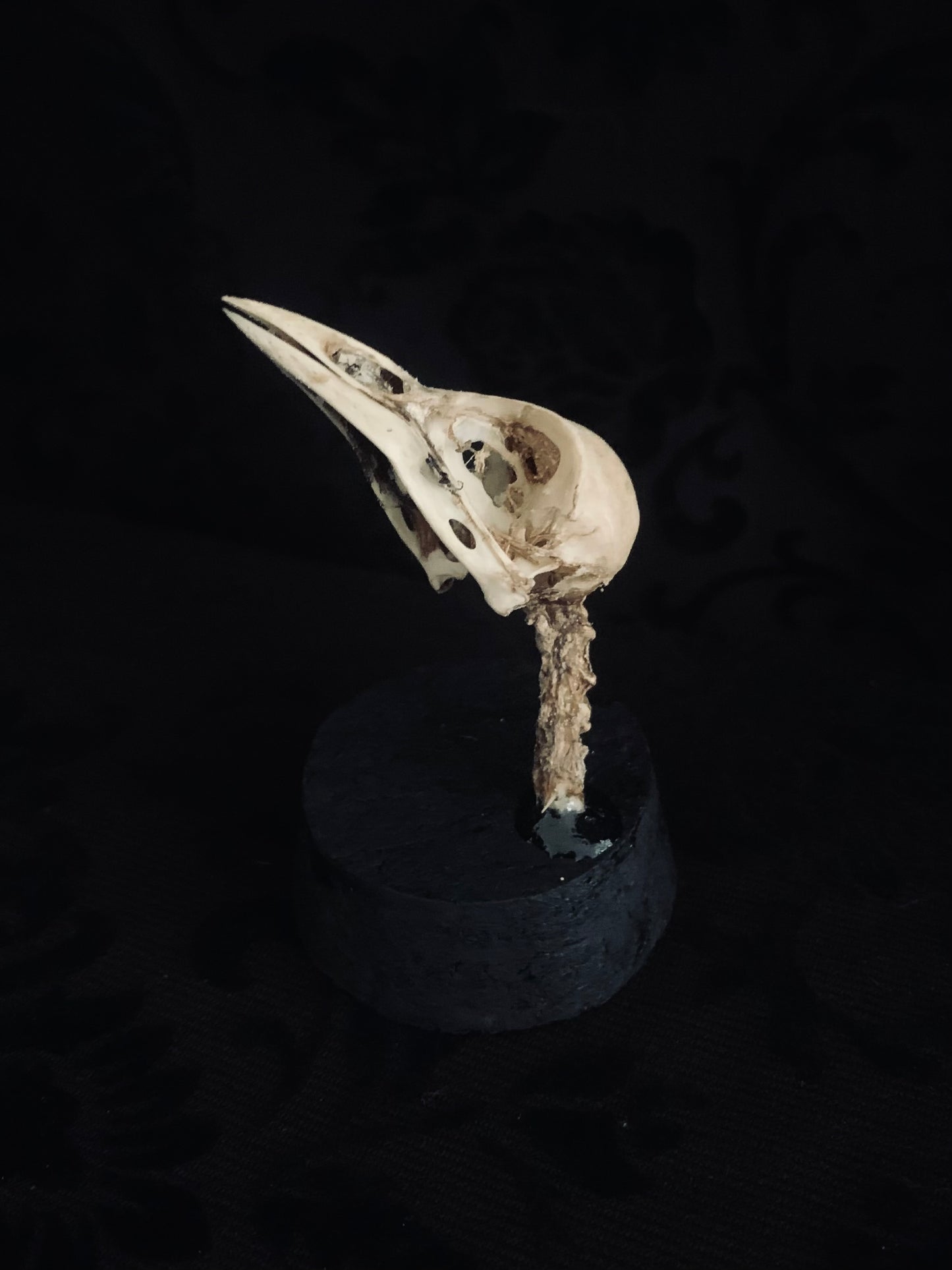 Bird skull in glass dome