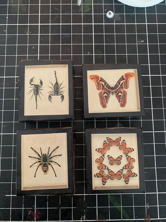 Mini curiosity wall decor