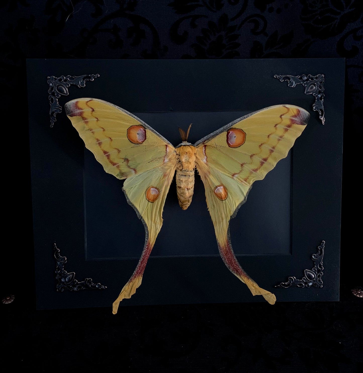 Female Moon Moth in shadow box frame