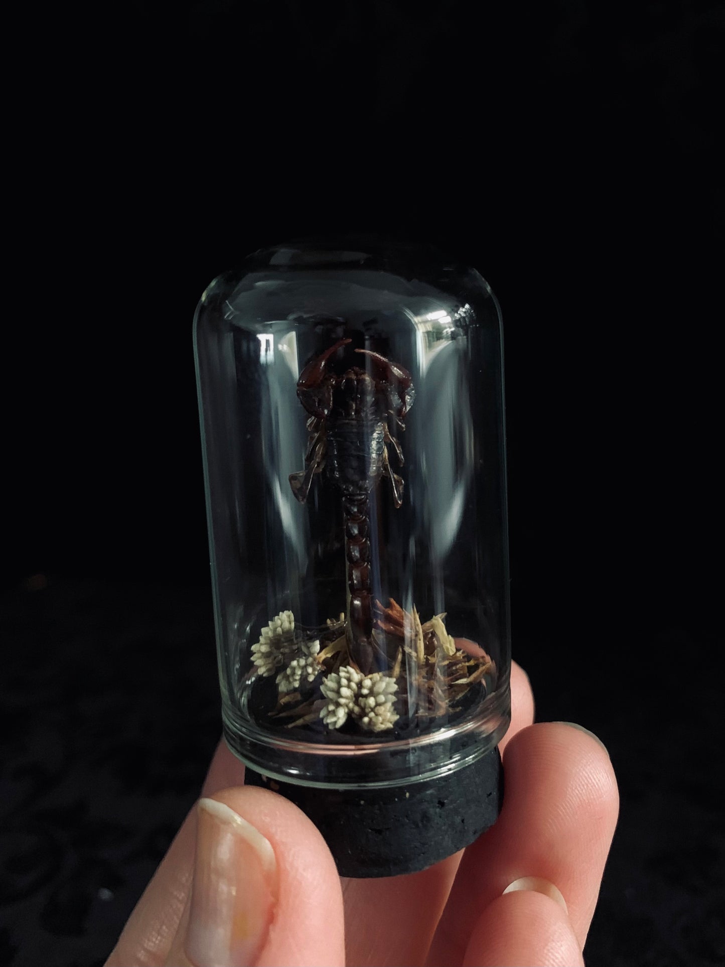 Scorpion mini dome