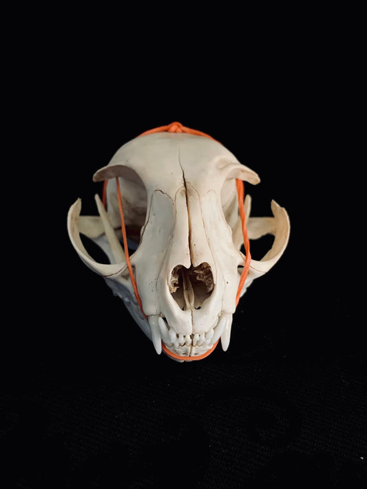 Large cat skull