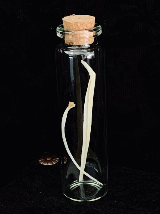 Bone curiosity jar