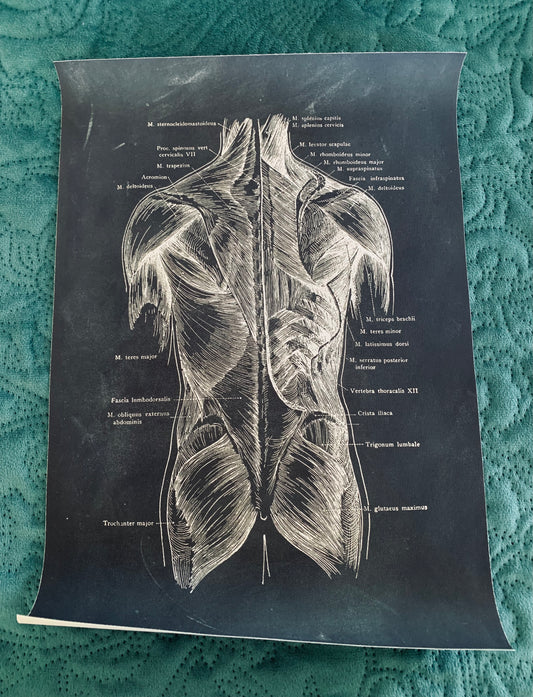 Anatomical back torso canvas print