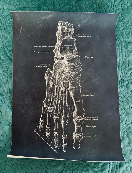 Foot anatomical canvas print