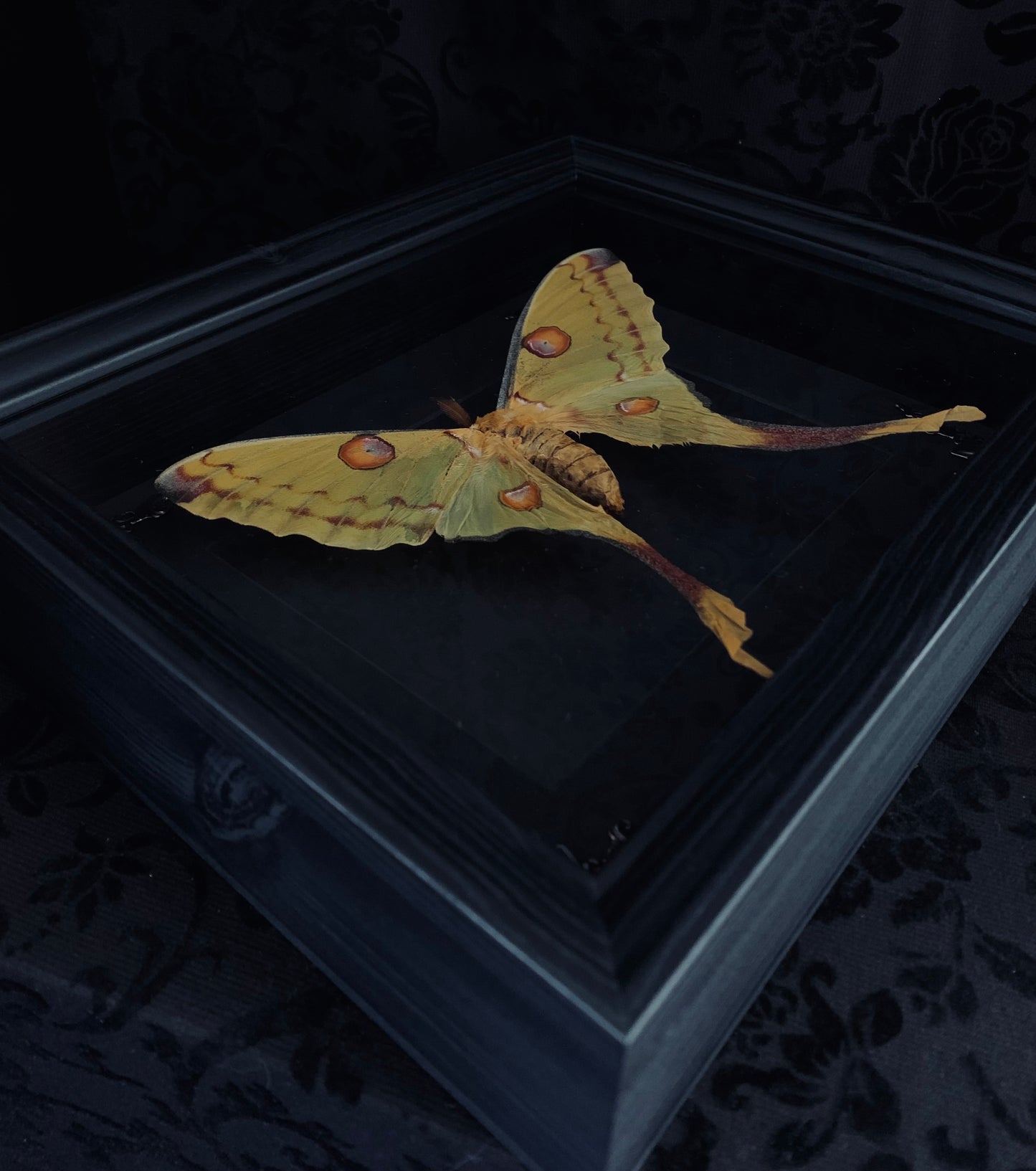 Female Moon Moth in shadow box frame