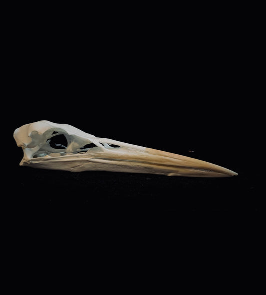 Grey Heron skull