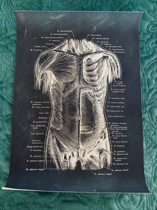 Anatomical front torso canvas print
