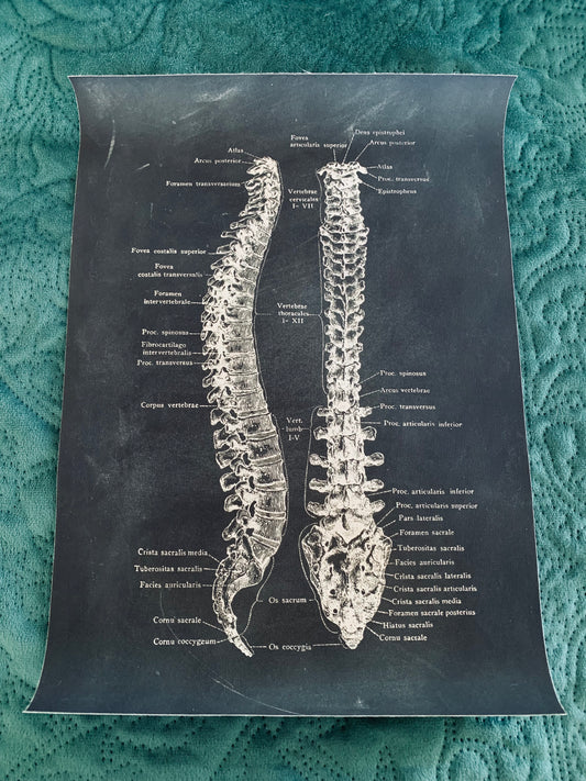 Anatomical spine canvas print