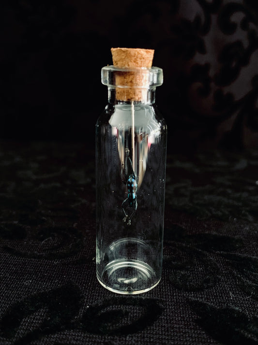 Metapocyrtus - Blue Spots mini curio jar