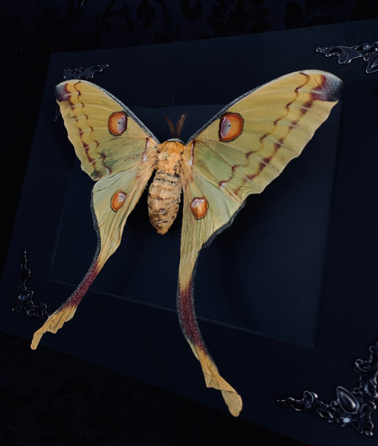 Female Moon Moth in shadow box frame