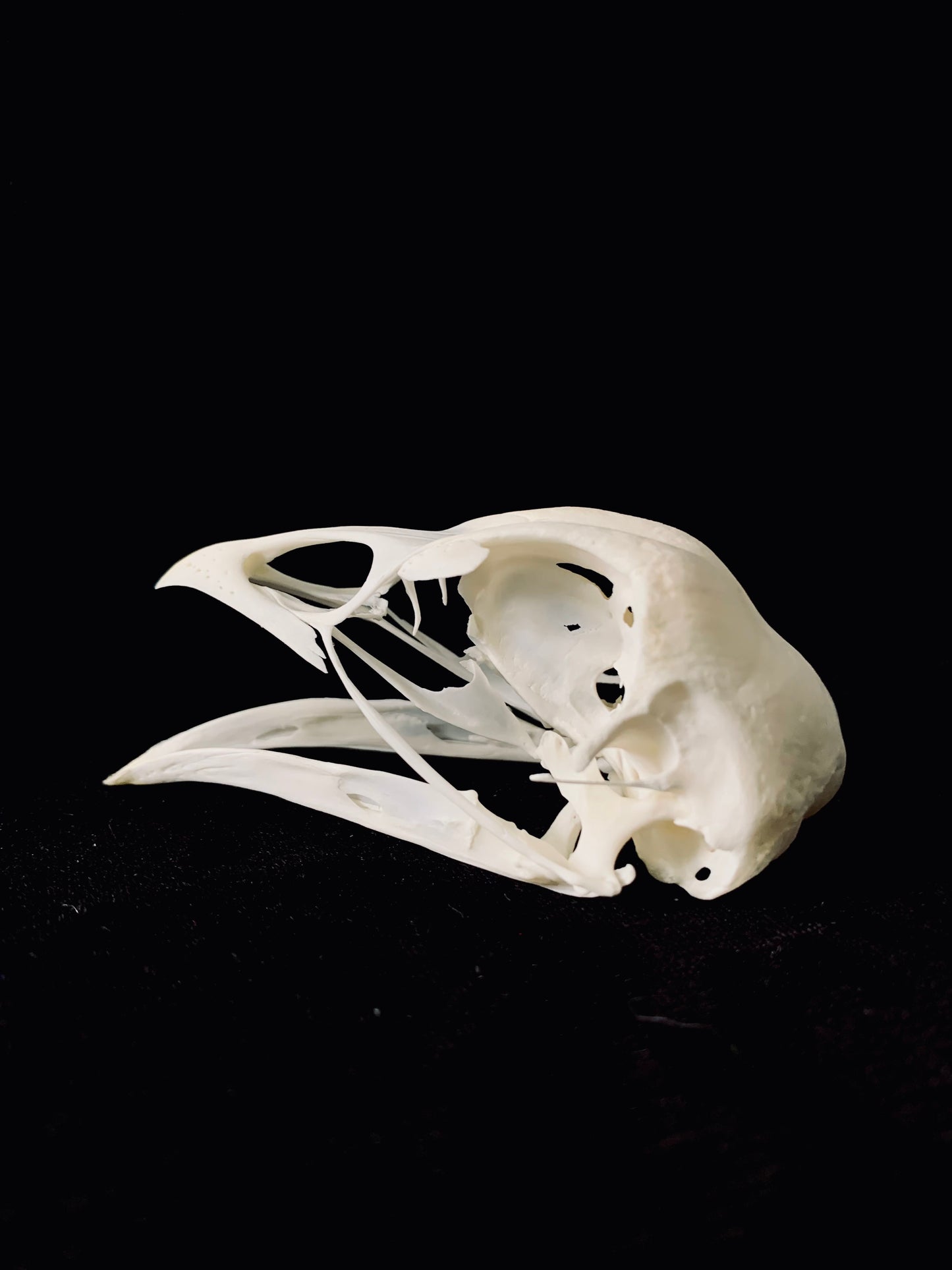 Chicken skull