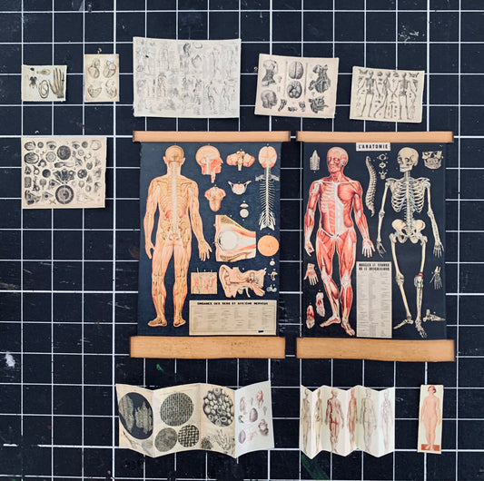 Anatomy mini 1:2 dollhouse set
