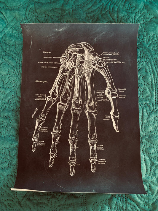 Hand anatomy canvas print