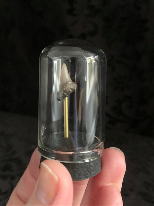 Fossilised shark tooth mini dome