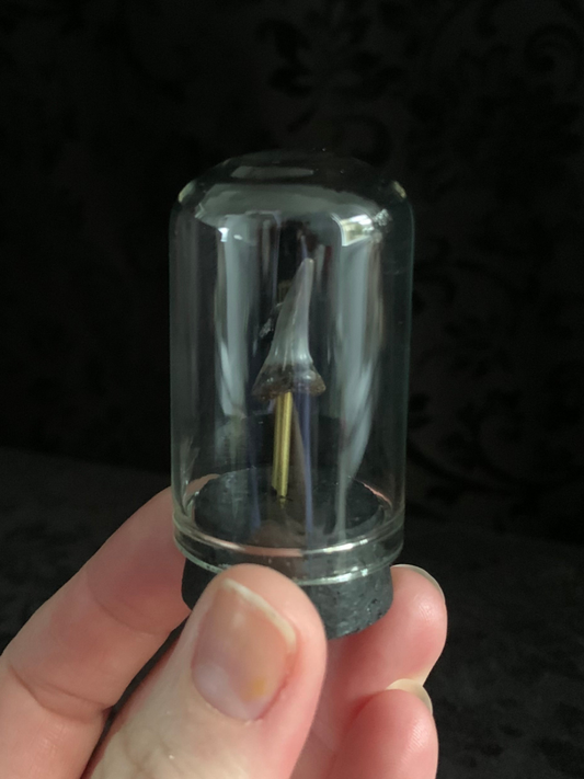 Fossilised shark tooth mini dome