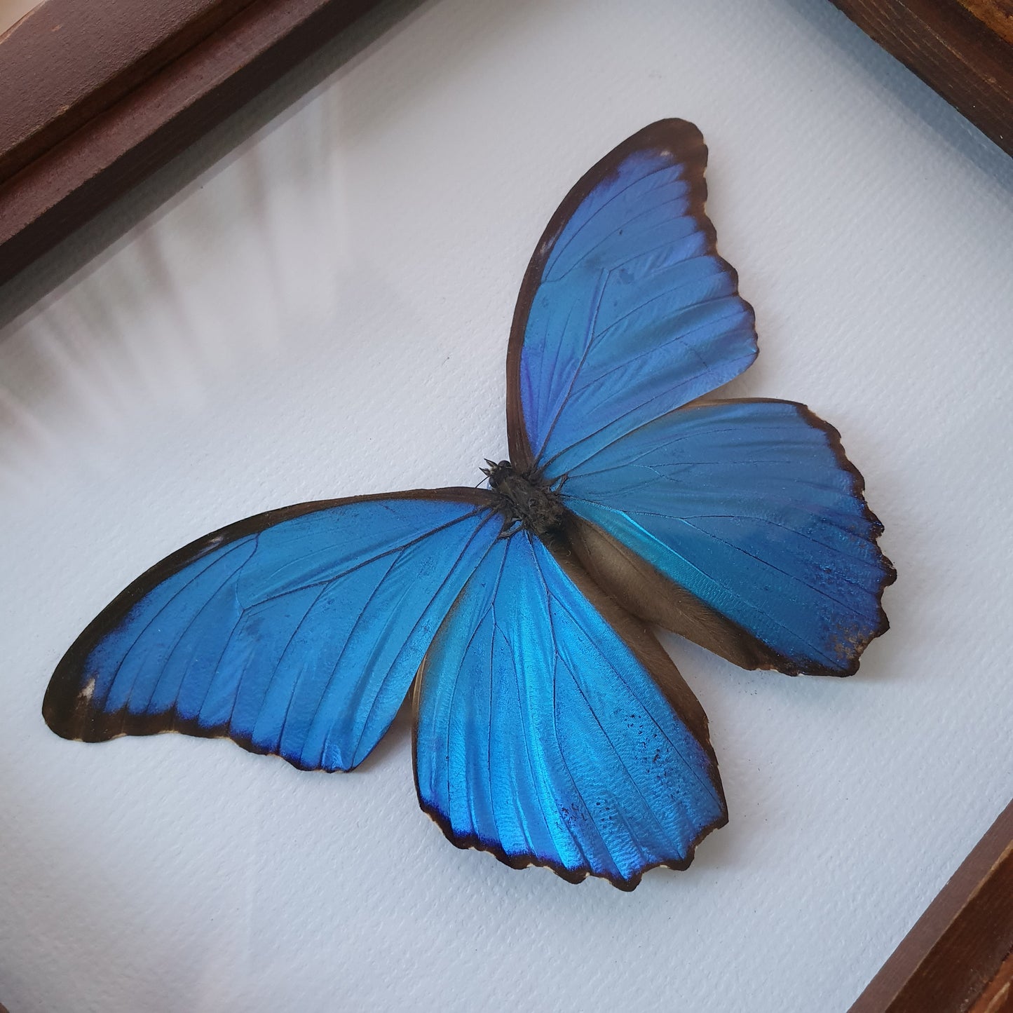 Preserved Blue Morpho Butterfly in Vintage Timber Frame