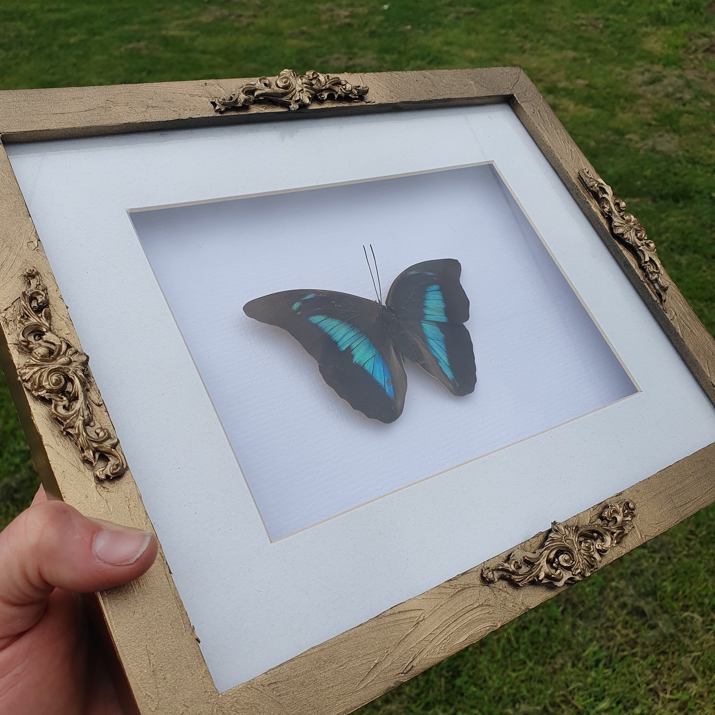 Preserved Peacock Swallowtail Butterfly in Vintage style Gold Frame