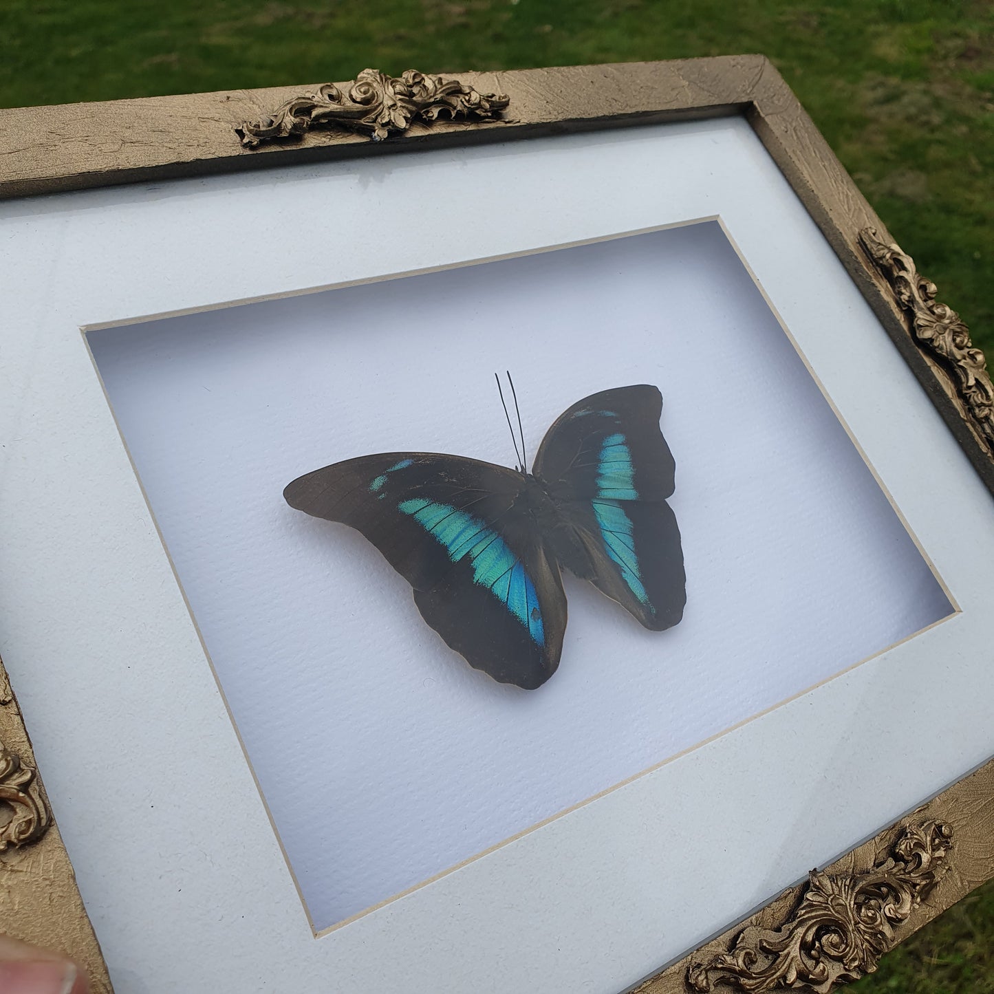 Preserved Peacock Swallowtail Butterfly in Vintage style Gold Frame