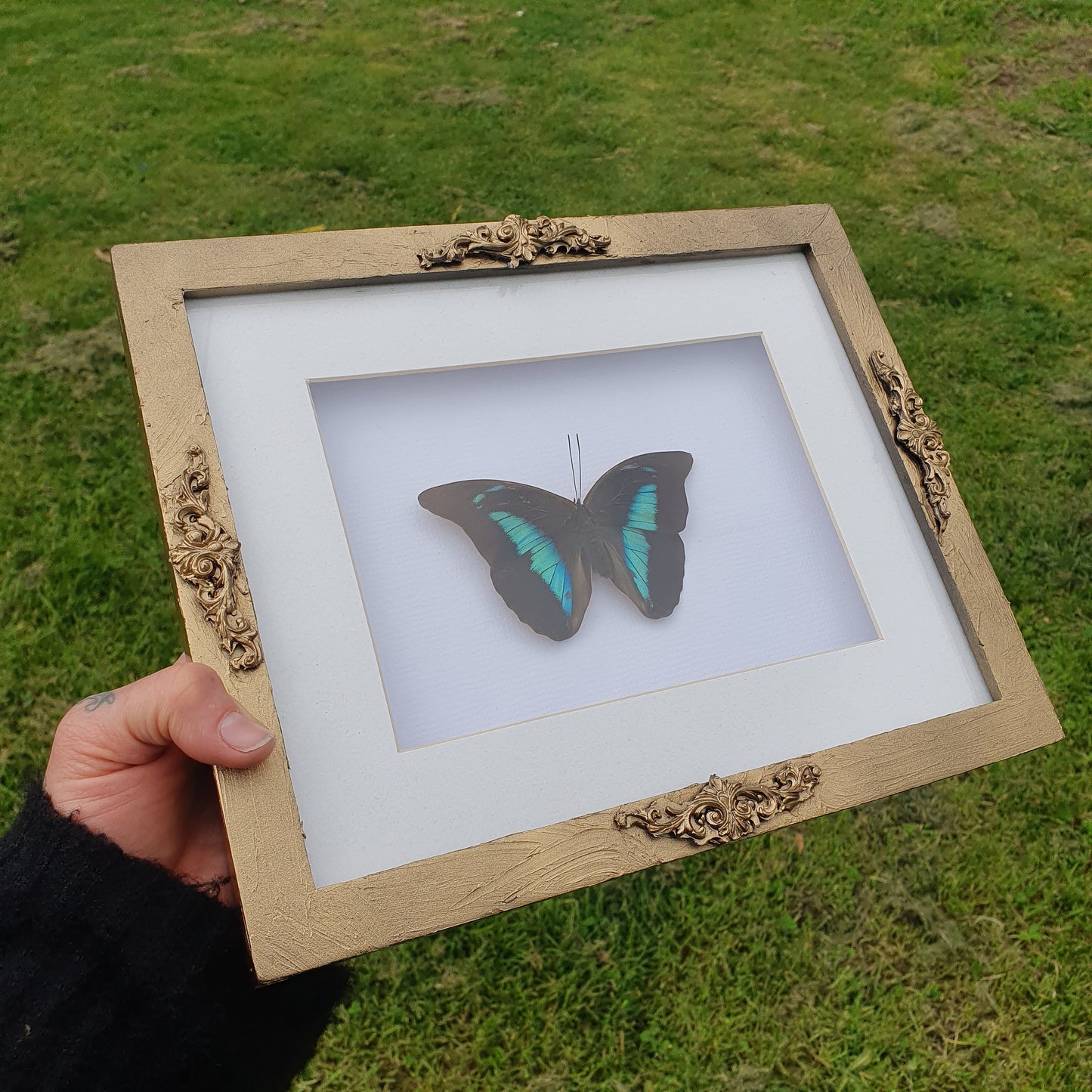 Preserved Peacock Swallowtail Butterfly in Vintage style Gold Frame