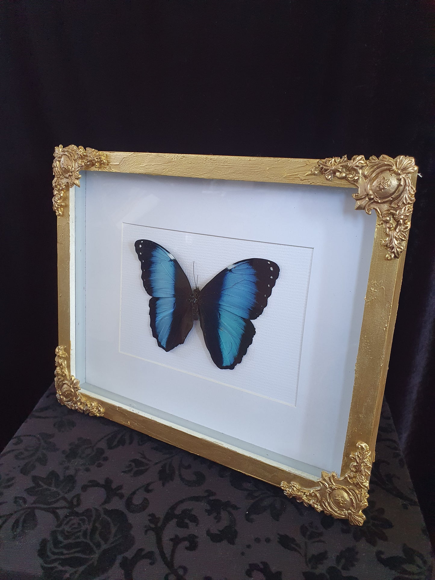 Handmade Framed Blue Morpho Butterfly Artwork – Gold Baroque Frame