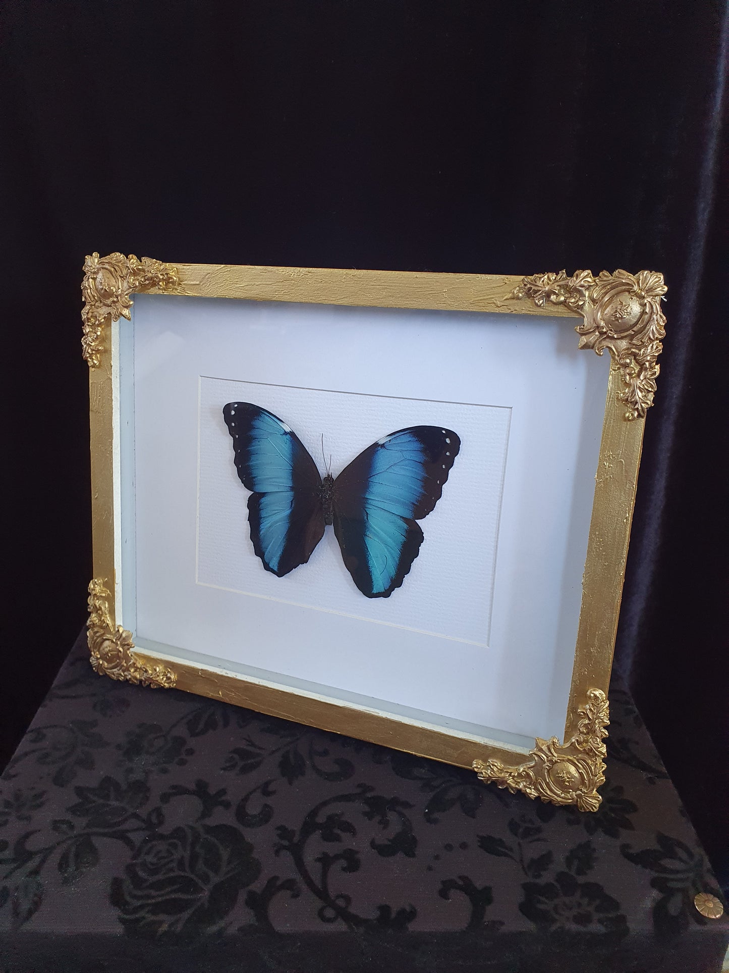 Handmade Framed Blue Morpho Butterfly Artwork – Gold Baroque Frame