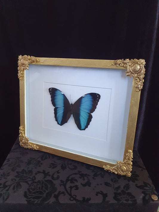 Handmade Framed Blue Morpho Butterfly Artwork – Gold Baroque Frame