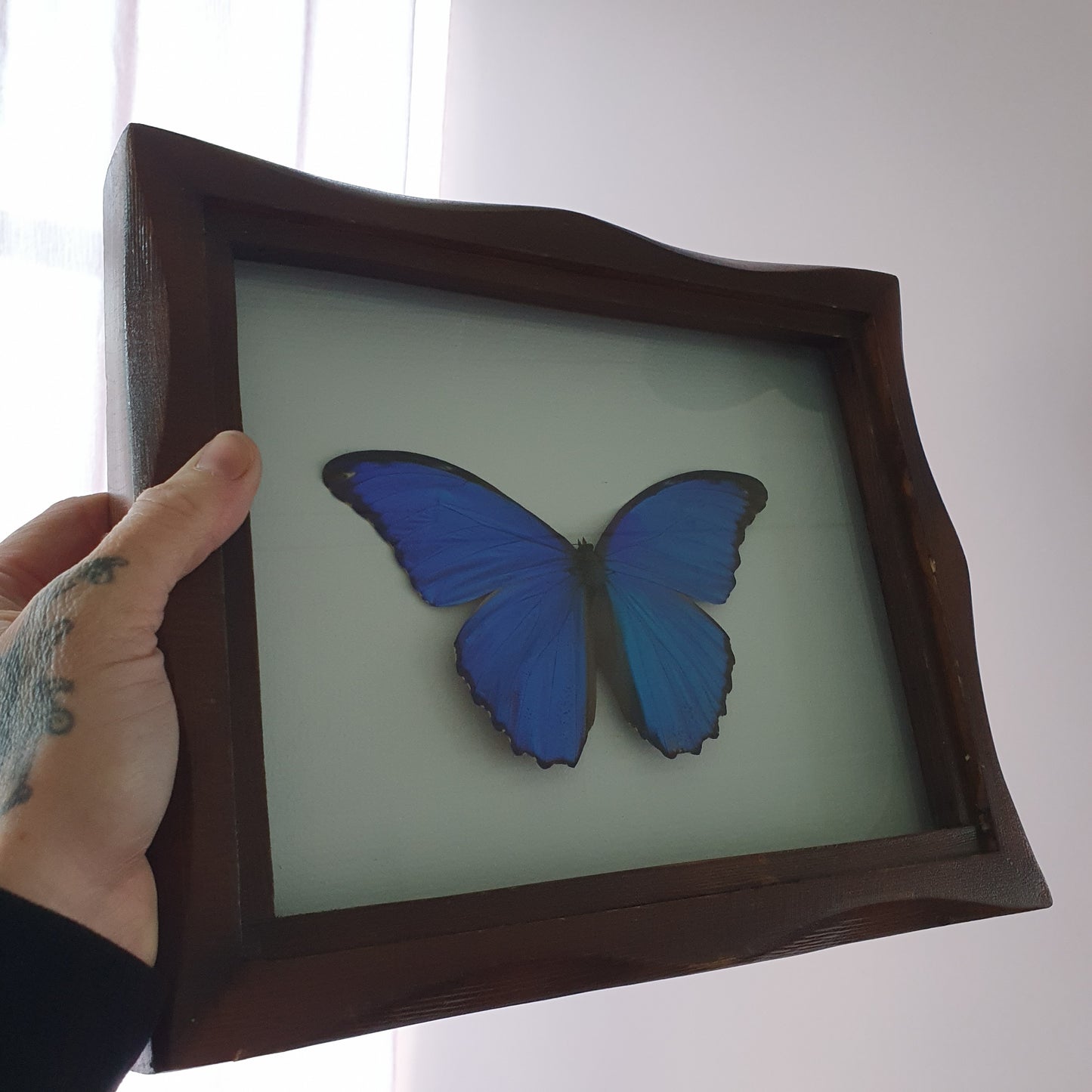 Preserved Blue Morpho Butterfly in Vintage Timber Frame
