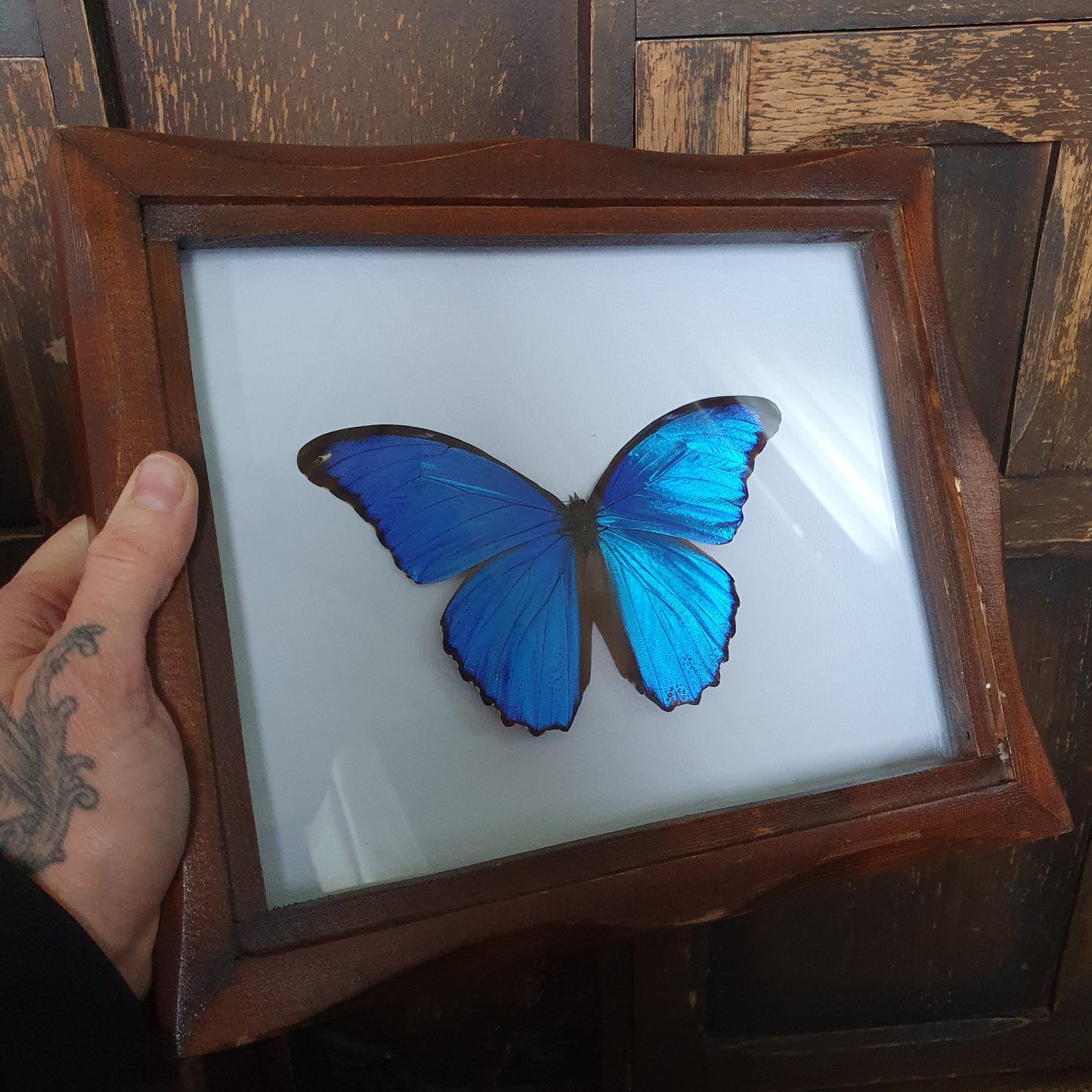 Preserved Blue Morpho Butterfly in Vintage Timber Frame