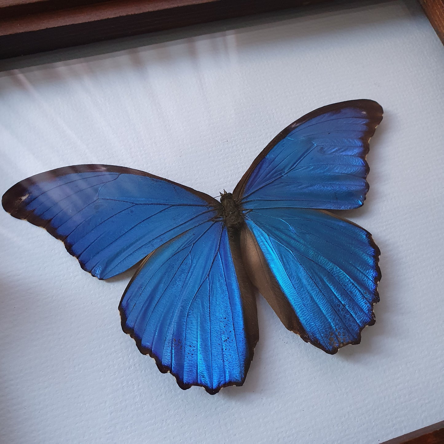 Preserved Blue Morpho Butterfly in Vintage Timber Frame